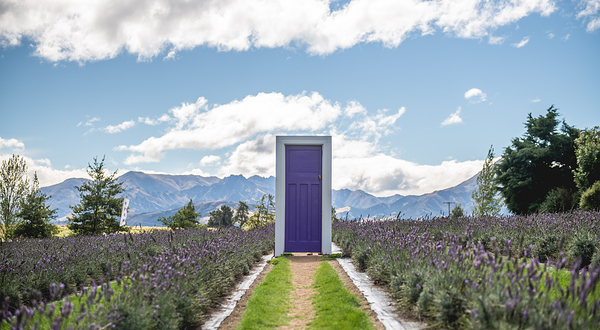 瓦纳卡薰衣草农场