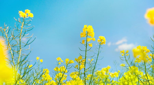 翰林湖农业公园