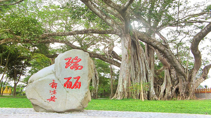 芒令独树成林第 17 张图片