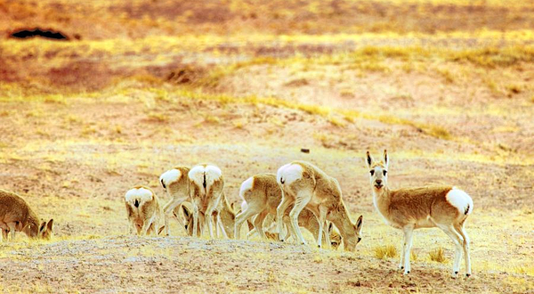 可可西里藏羚羊观景台