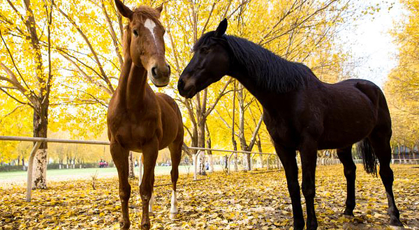 新领地骑士俱乐部