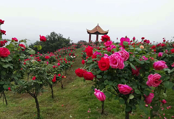 杨梅基地第 35 张图片