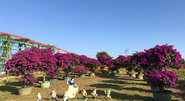 芷欣园世纪花海