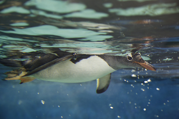 悉尼水族馆第 22 张图片