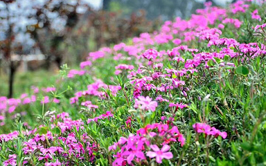 都江堰·玫瑰花溪谷第 40 张图片