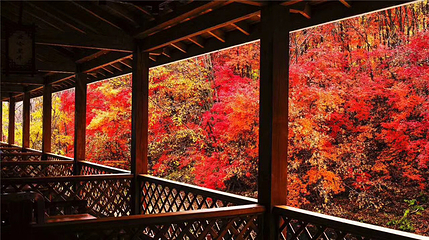 云岭野山参风景区第 4 张图片