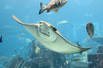 三亚亚特兰蒂斯失落的空间水族馆第 128 张图片