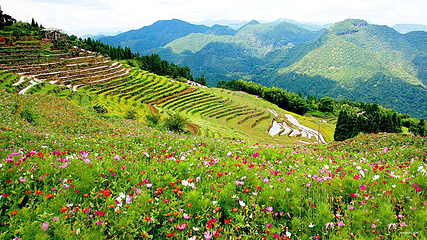 云梯山花海第 4 张图片