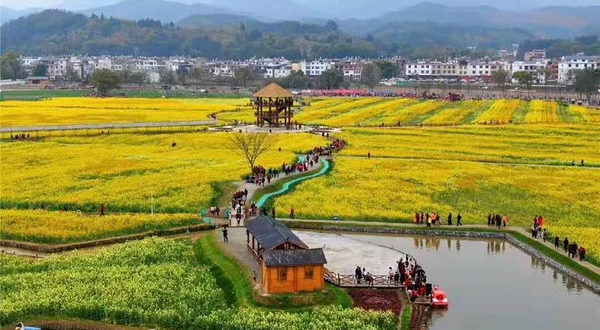 冷杉良田花海影视基地