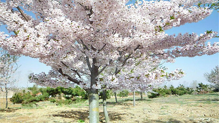 岳阳樱花园第 43 张图片
