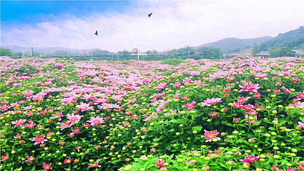 临湘市菊花博览园第 1 张图片