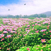 临湘菊花博览园