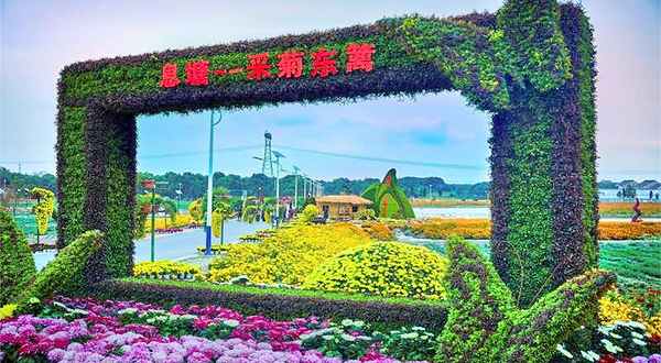 采菊东篱·星空露营