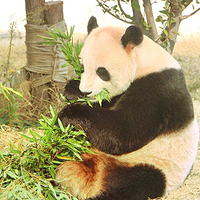 宿州野生动物园