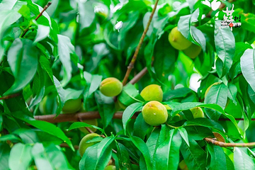树山生态村第 7 张图片