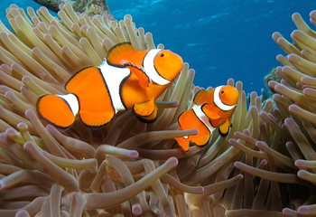 凯恩斯水族馆第 31 张图片