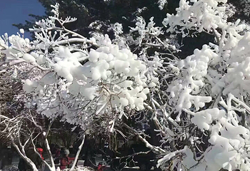 南怡岛第 122 张图片