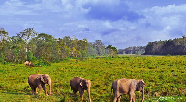 奇特旺国家公园