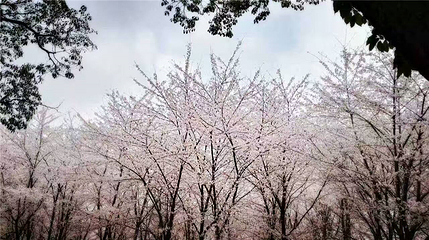 贵安樱花园第 37 张图片