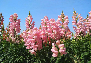 花都香草世界第 107 张图片