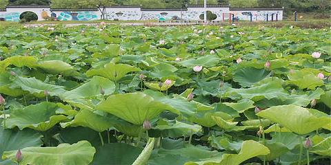 太平湖第 52 张图片