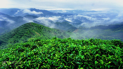 南山茶海景区第 7 张图片