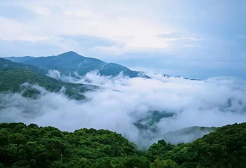 石祖禅茶园第 21 张图片