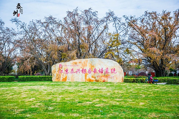 江苏泰兴市国家古银杏森林公园第 5 张图片