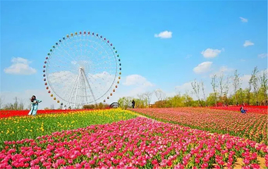 泰山花海第 3 张图片