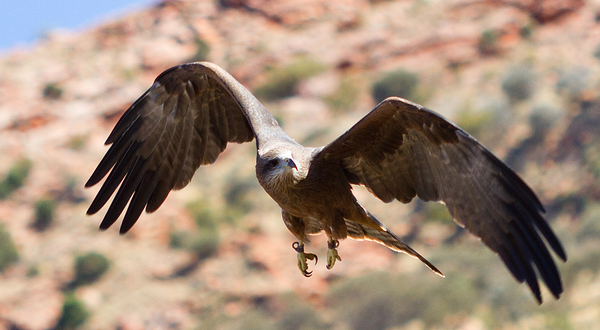 爱丽斯泉沙漠公园