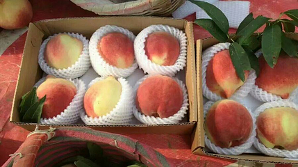 深州蜜桃观光园第 1 张图片