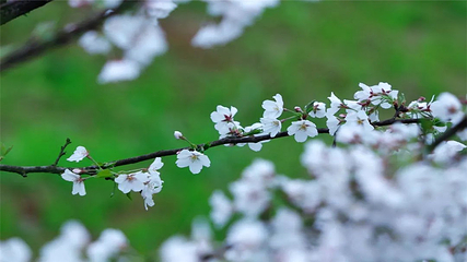 岳阳樱花园第 32 张图片
