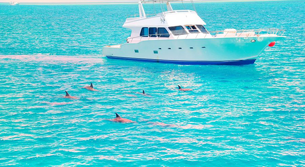 杰维斯湾观海豚游船