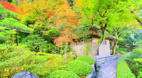 华严寺（铃虫寺）