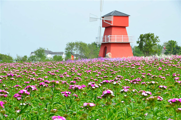 同心花海第 22 张图片