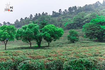树山生态村第 46 张图片