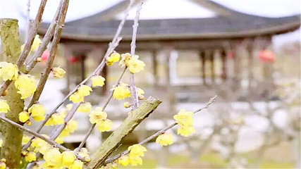 梅花湾第 25 张图片