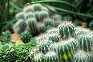 新加坡植物园第 2 张图片
