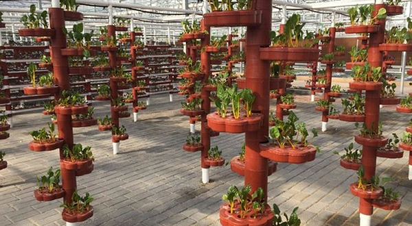 寻乌蔬菜主题文化园