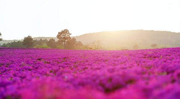 芝樱小镇