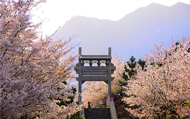 樱花山风景区第 22 张图片