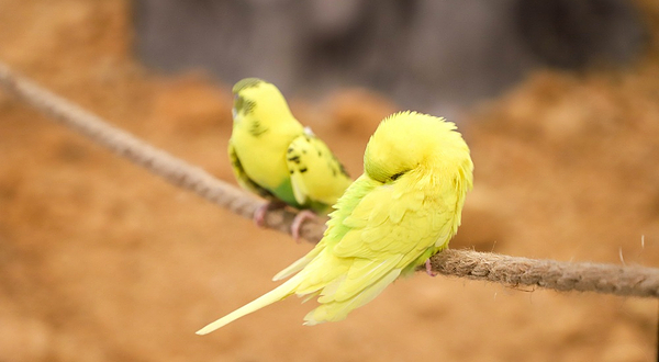 嗒咪动物奇幻乐园(温州5050购物中心店)