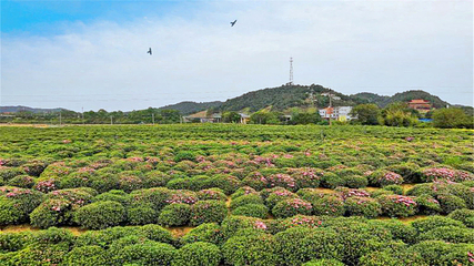 临湘市菊花博览园第 27 张图片