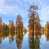 池杉湖国家湿地公园