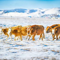 塞罕坝国家森林公园