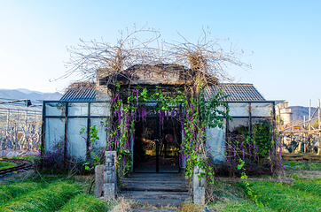 锦林佛手文化园第 5 张图片