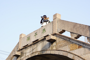 枫泾古镇第 54 张图片