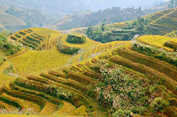 龙脊梯田风景名胜区-金坑梯田第 11 张图片