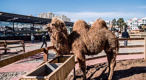 卡尔的萌宠庄园