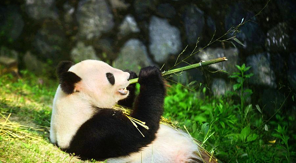 茱萸湾风景区-扬州动物园